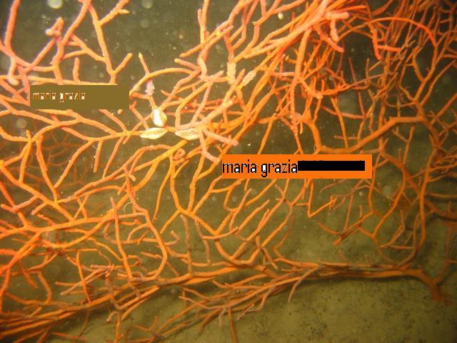 Leptogorgia sarmentosa